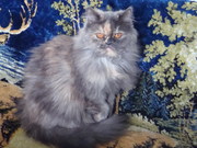 Персидская кошка (черепаховый окрас)