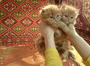Персидские котята мальчики рыжего окраса