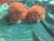 Персидские котята рыжего окраса мальчик и девочка 