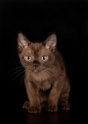 Бурманская кошка,  котёнок