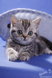BKH британских короткошерстных котят в редкий цвет серебристый