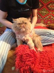 Вязка-Персидский кот Приглашает Вашу киску к себе в гости