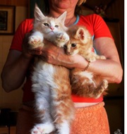 Мейн кун крупный мультяшный котенок Димасик