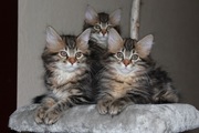 уникальные котята Курильского Бобтейла : домашние рысята