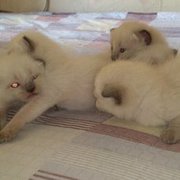 Продаются породистые сиамские котята