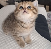 BKH Котята